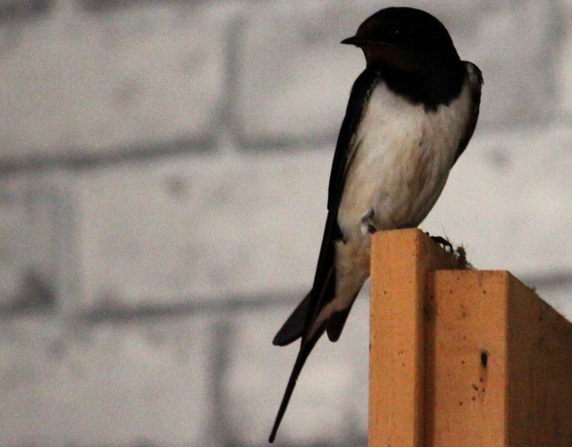 petit oiseau sur une porte