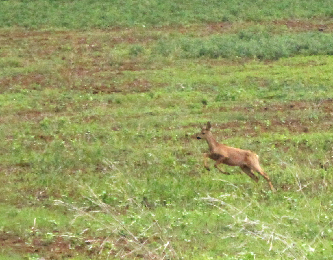 biche bondissante