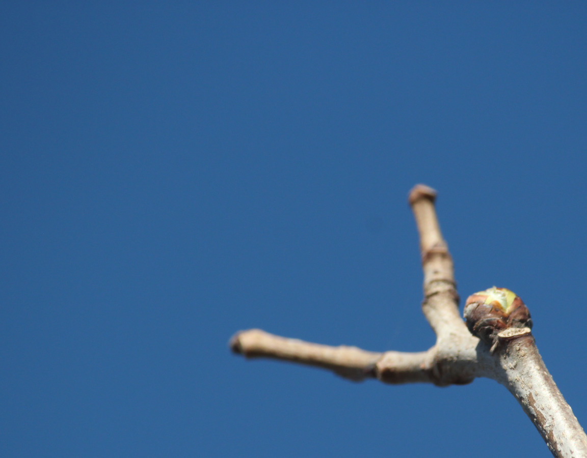 Bourgeons