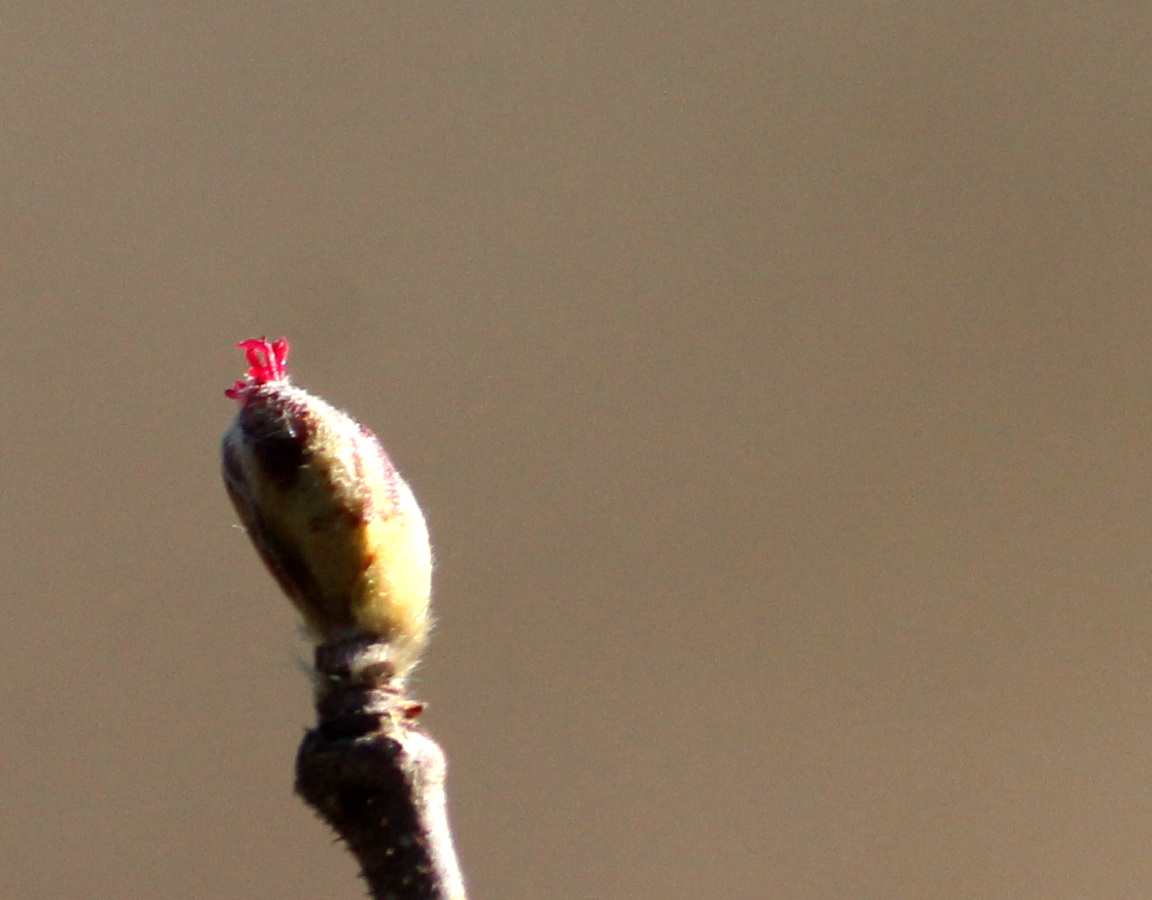 Bourgeons