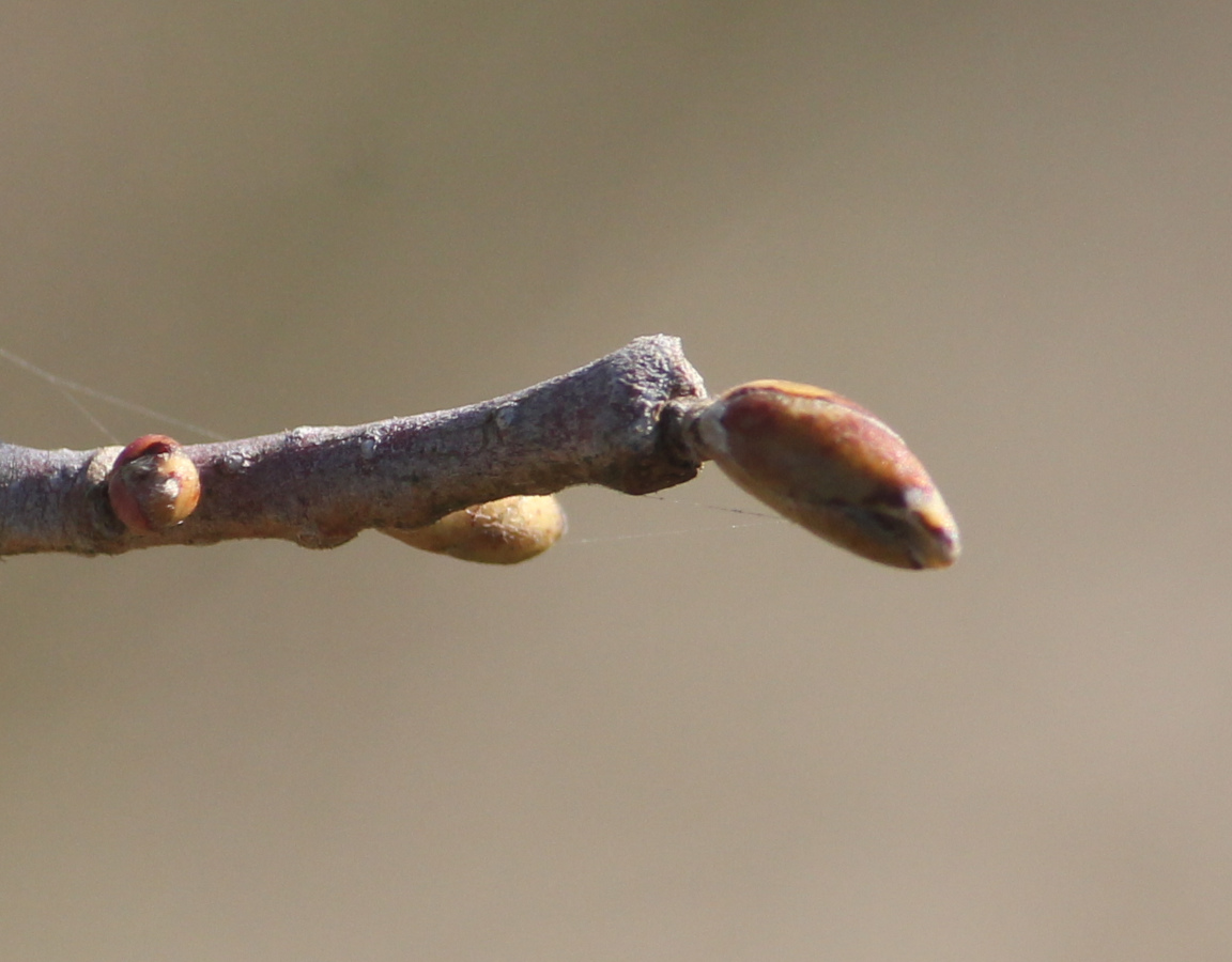Bourgeons