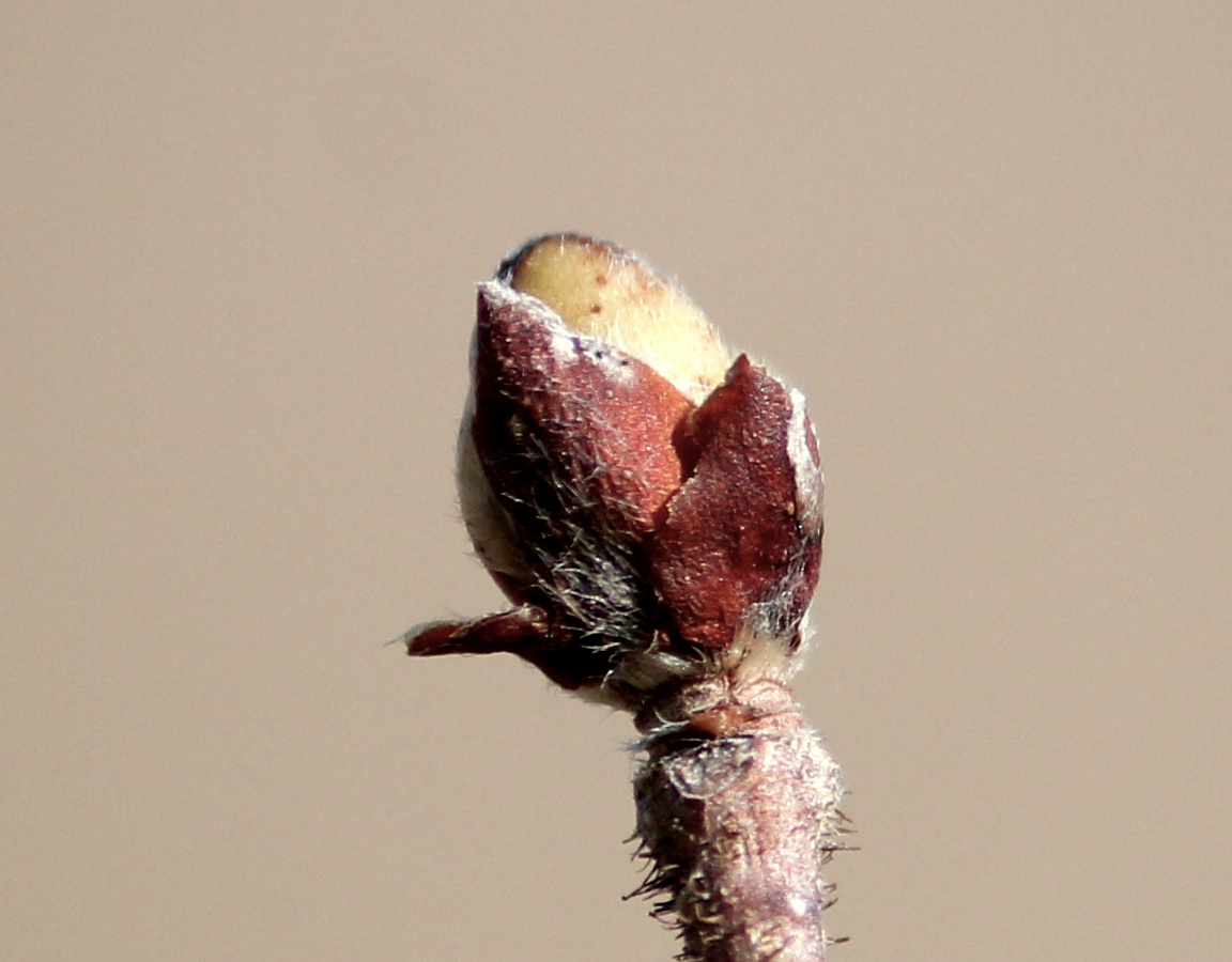 Bourgeons