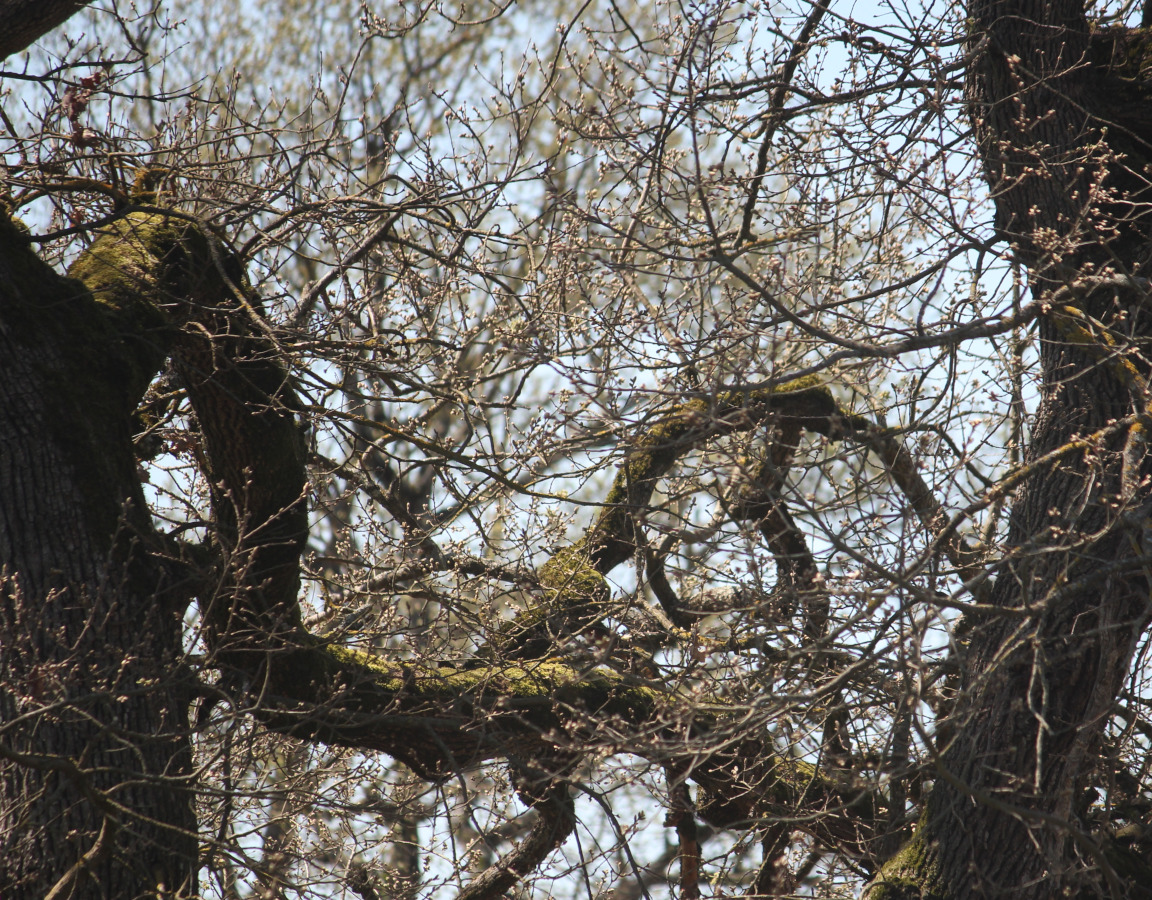 Branches tordues