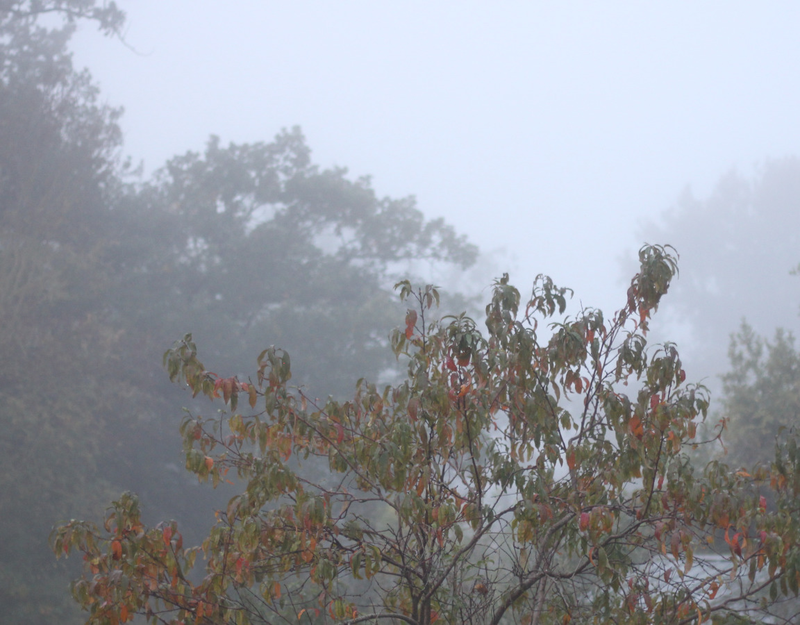 brouillard sur les Bourtoulots