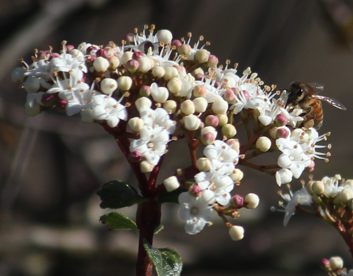 une fleur avec une abeille