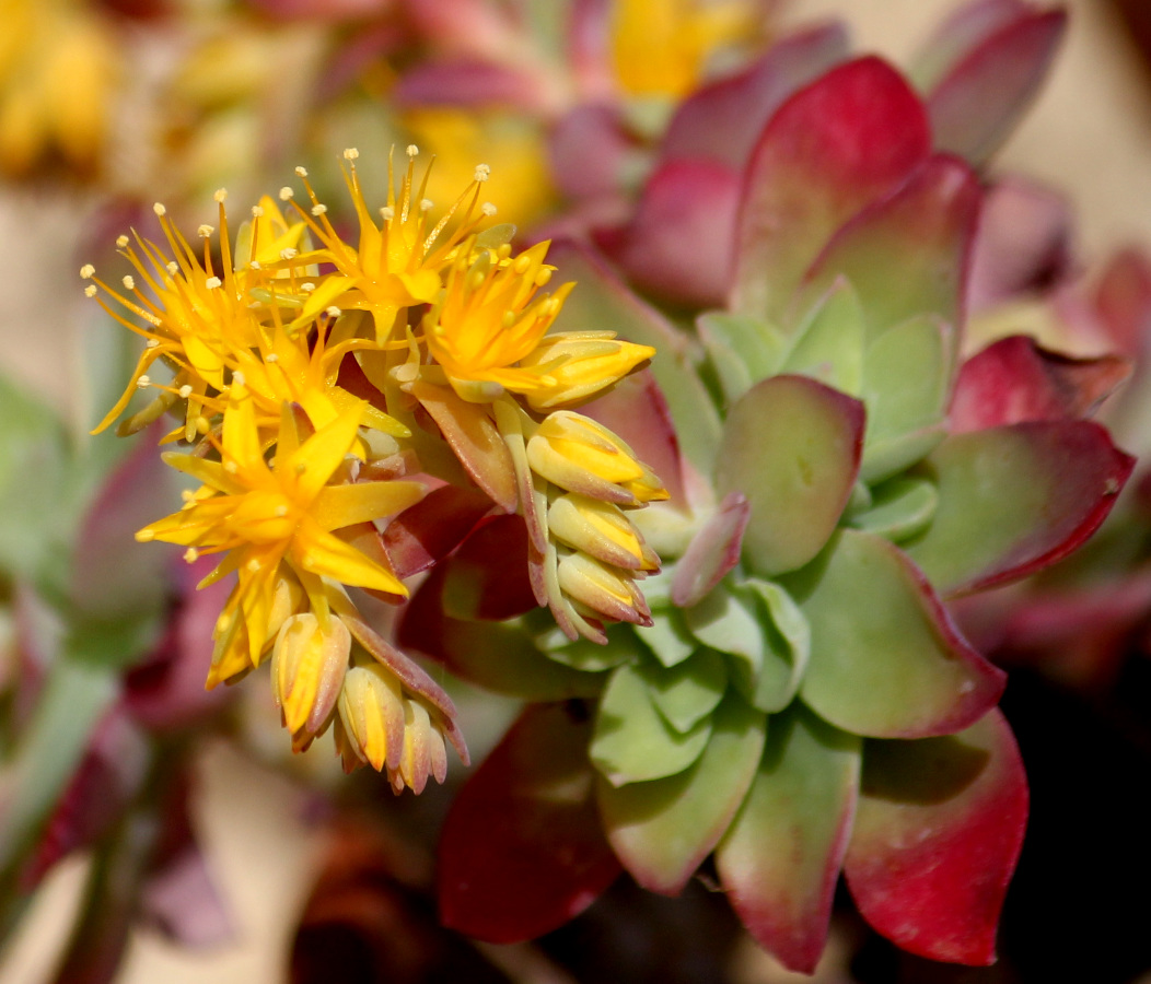 petite fleur un peu jaune, un peu orange