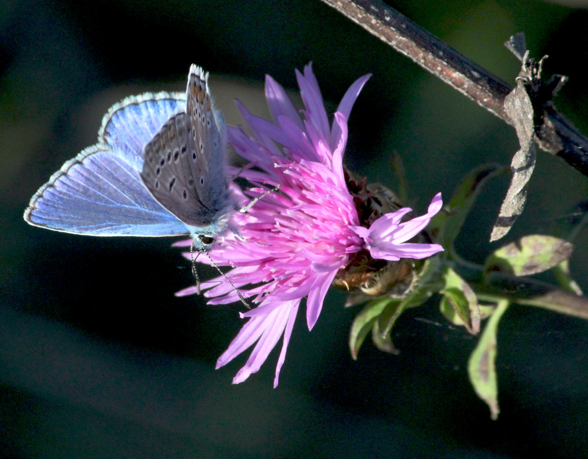 Un papillon sur une fleur