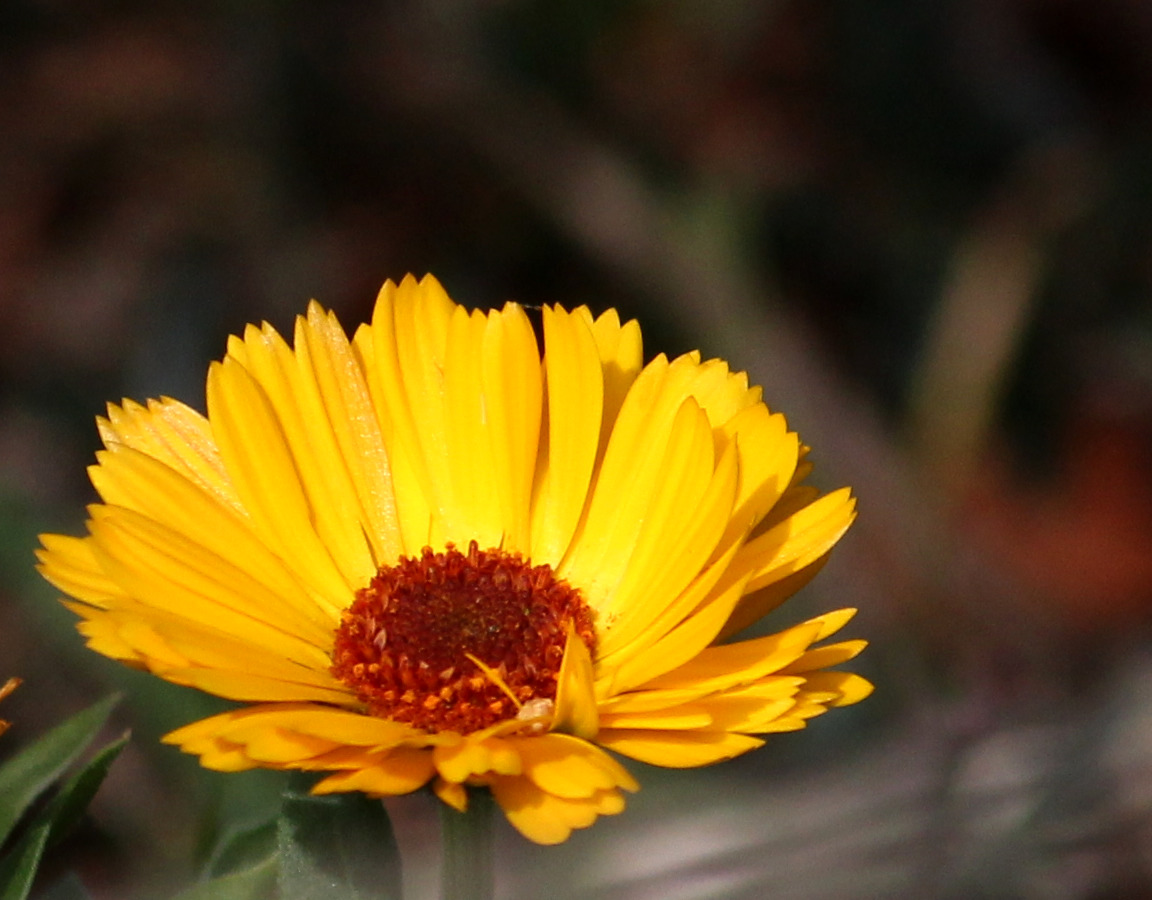 Une fleur bicolore