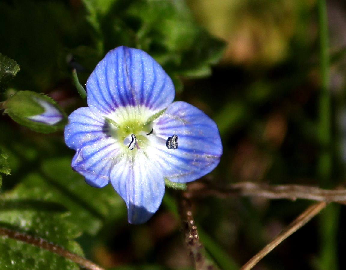 une petite fleur bleue