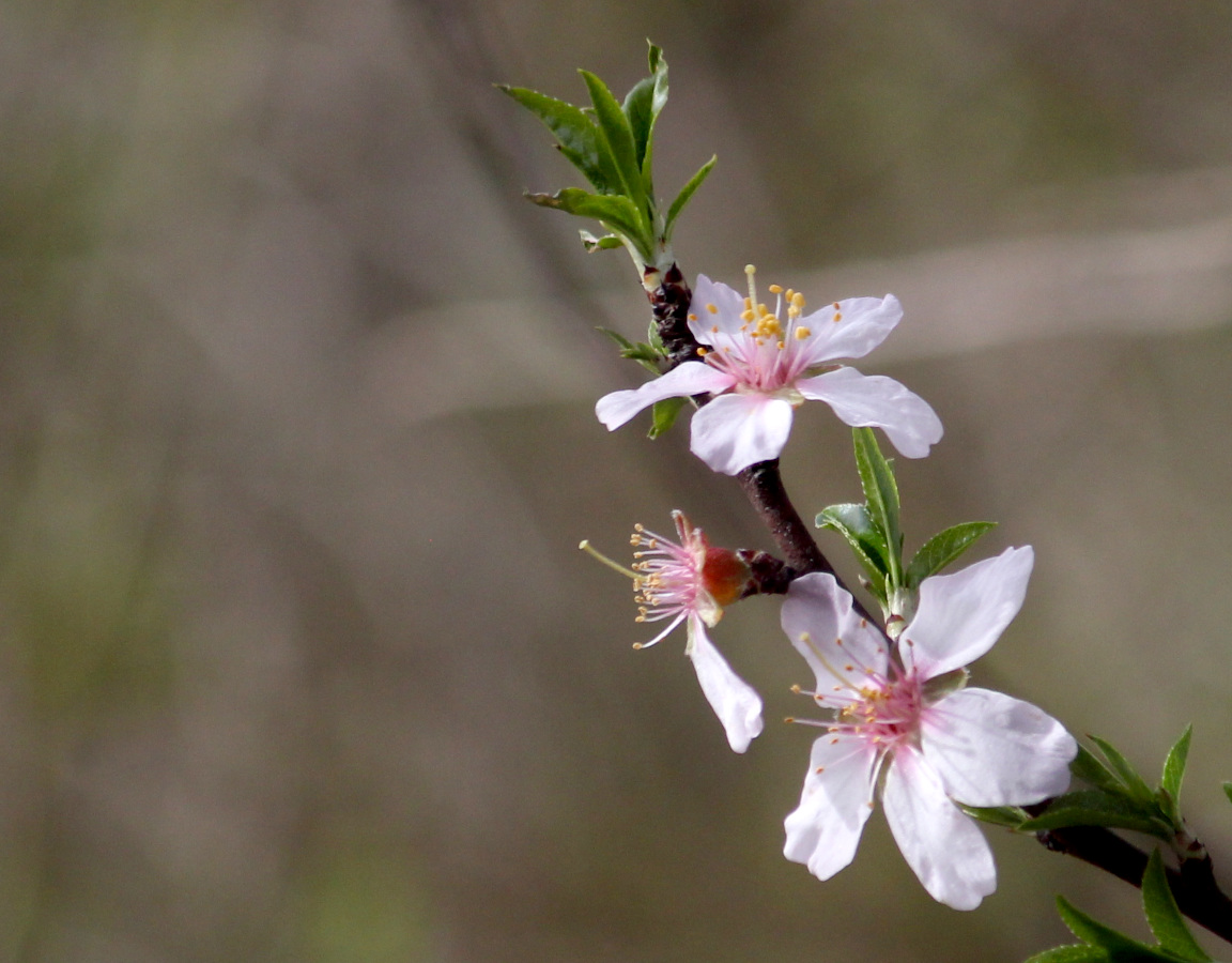 Trois petites fleurs blanches