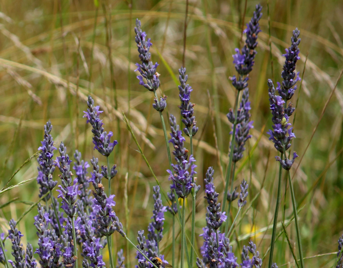 fleurs de Lavande
