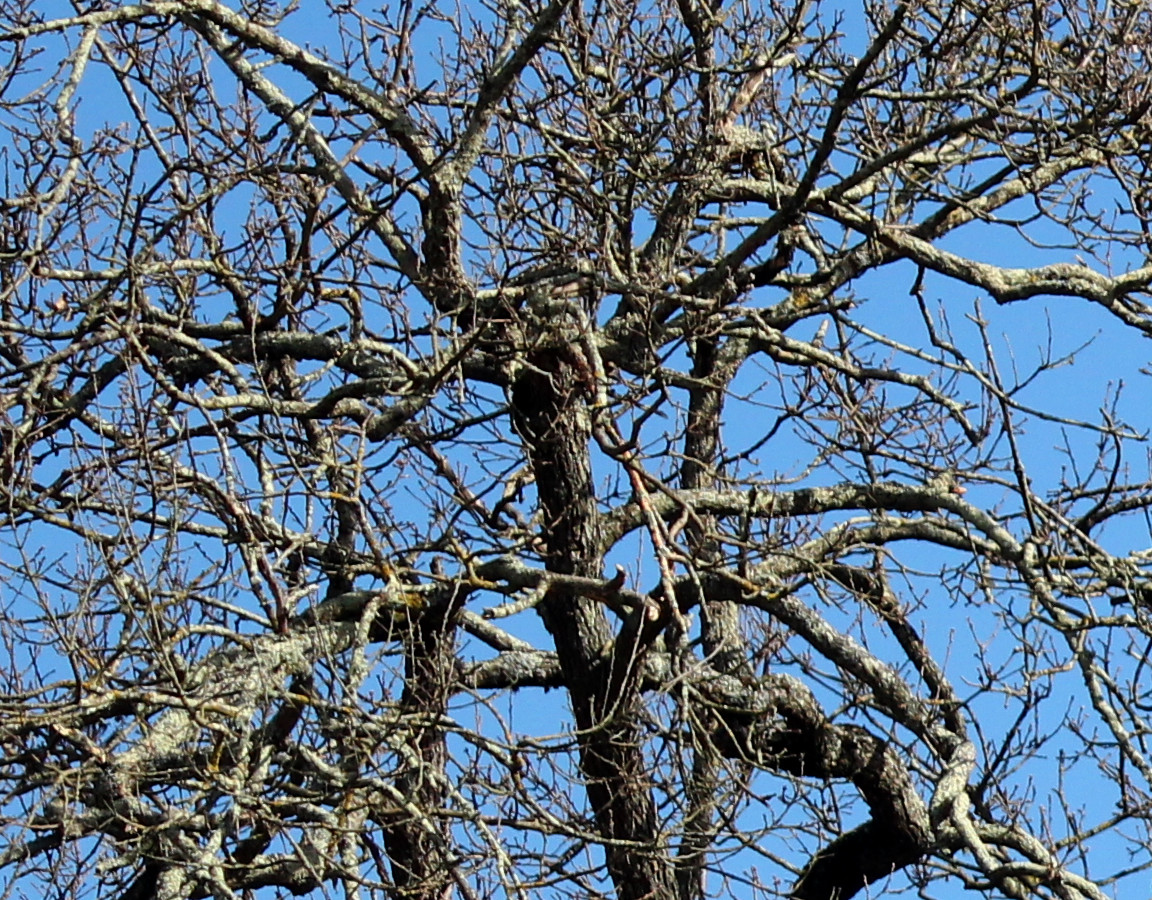 Mille et une branches
