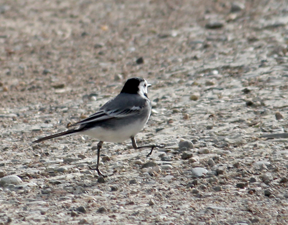 oiseau qui marche