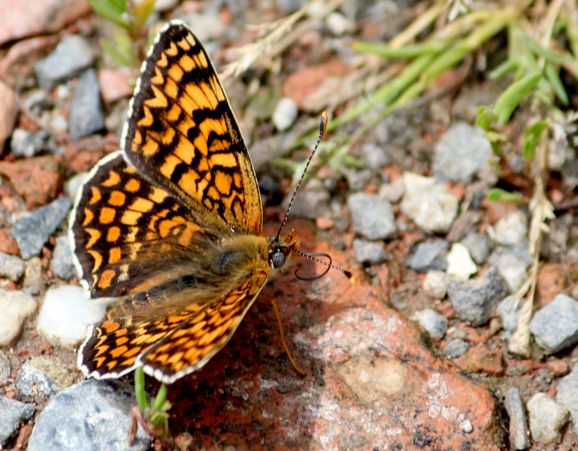 Papillon noir et orange