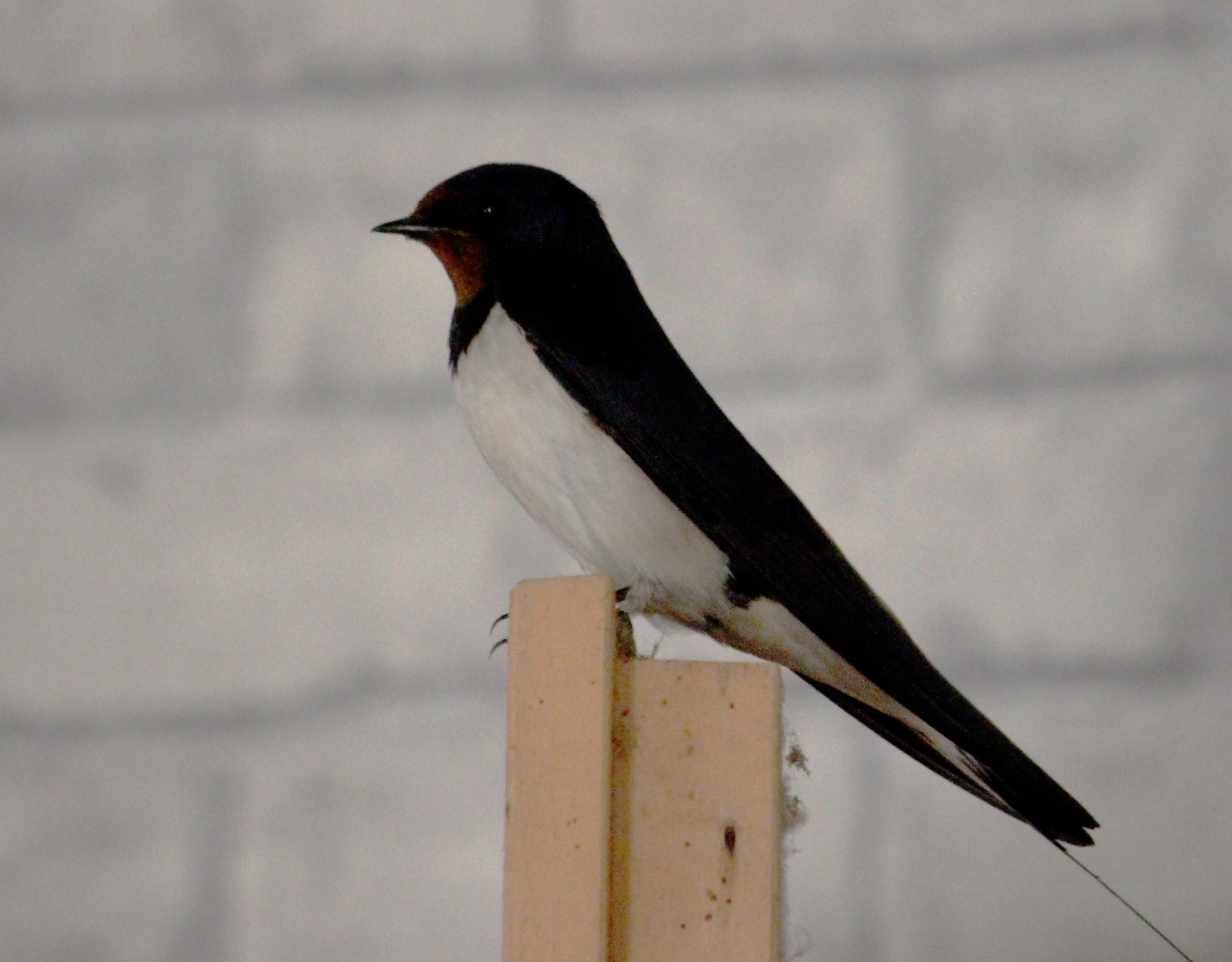 Un oiseau en visite